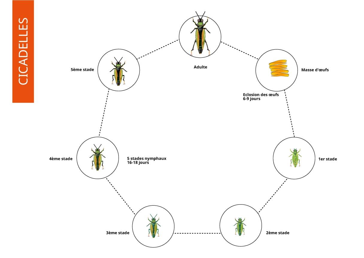 cycle biologique de la cicadelle