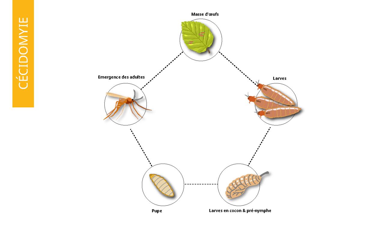 Cycle biologique de la cécidomyie