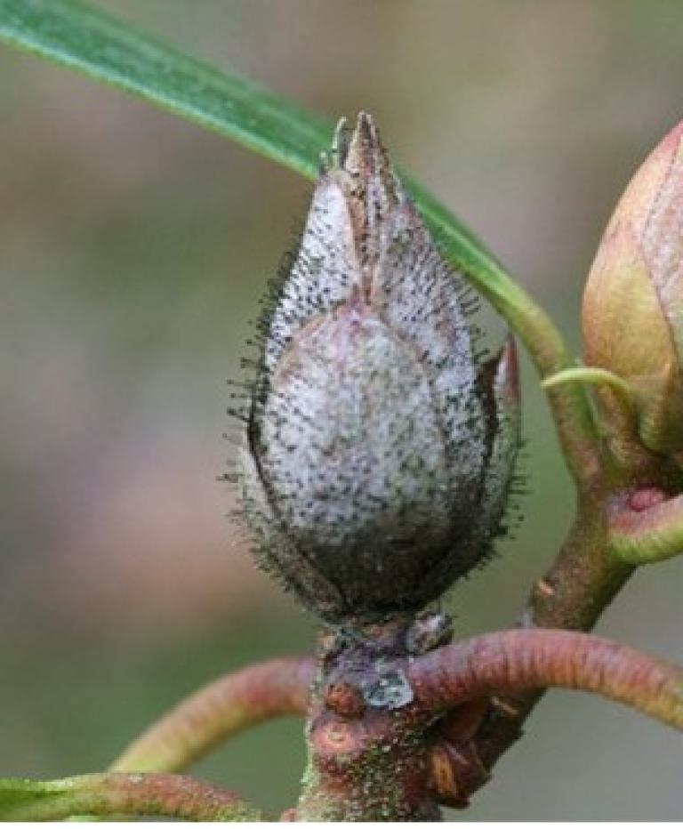 Bourgeon de rosier gris couvert de poils sur une tige verte, en gros plan. dégâts suite à la présence de cicadelle