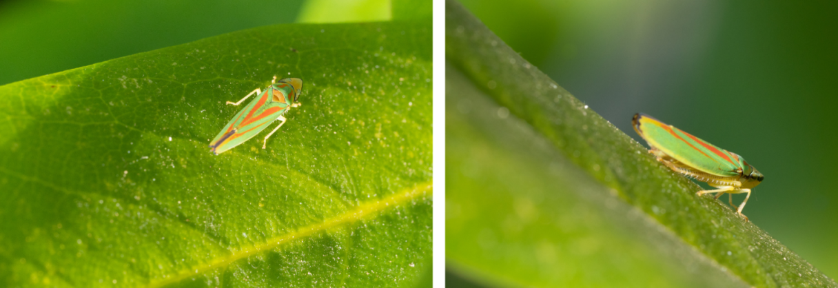 Deux photos d’un petit insecte vert cicadelle sur une feuille, en gros plan