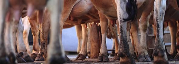 Gros plan sur les pattes de plusieurs vaches debout dans une étable