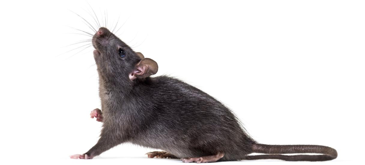 Rat noir allongé, tenant un morceau de fromage sur fond blanc