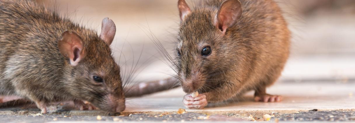 Deux rats bruns mangent des miettes sur une surface claire.