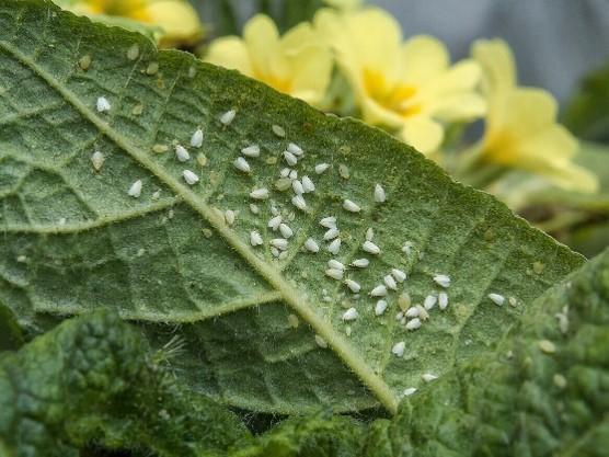 Gros plan d’une feuille verte couverte de gouttes d’eau, fleurs jaunes floues derrière
