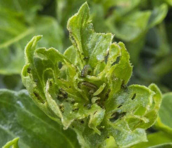 Gros plan de feuilles vertes enroulées, avec petits insectes noirs sur les bords