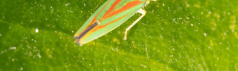 Petite cicadelle colorée sur une feuille verte, éclairée par le soleil.