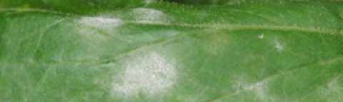 Gros plan d’une feuille verte avec taches blanches, fond flou vert, oidium