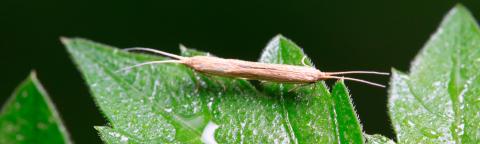 teigne des crucifère adulte sur feuille verte