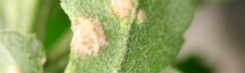 Feuille verte avec taches blanches et jaunâtres, gros plan, arrière-plan flou.