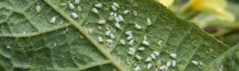 Gros plan d’une feuille verte couverte de gouttes d’eau, fleurs jaunes floues derrière