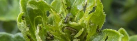 Gros plan de feuilles vertes enroulées, avec petits insectes noirs sur les bords