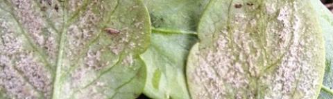 Feuilles vertes avec taches brunes, gros plan de plante au jardin